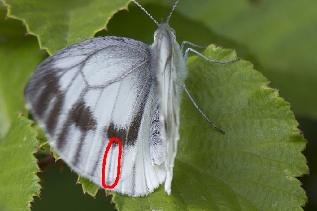 Pieris, Verona: Pieris napi?